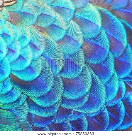 Green Peacock Feathers