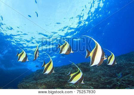 Moorish Idol fish on coral reef underwater