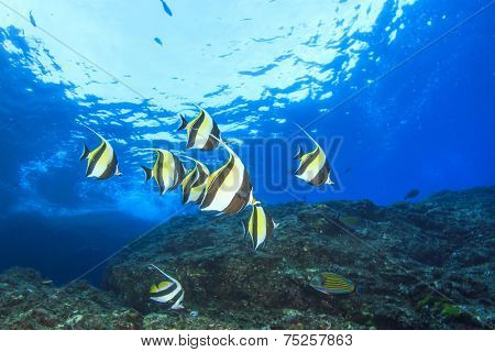 Moorish Idol fish on coral reef underwater