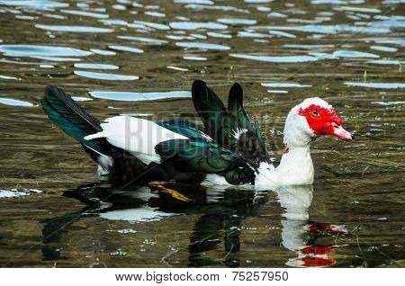Muscovy Duck Swimming
