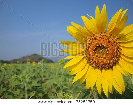 sunflowers with the mountain and blue sky.