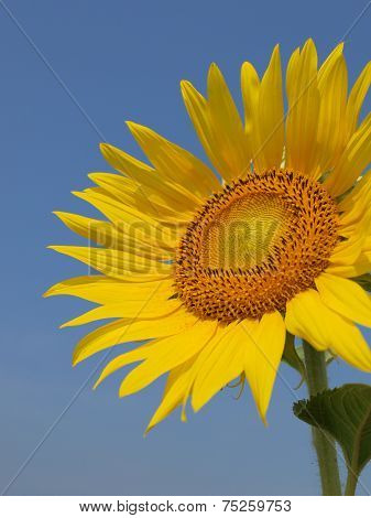 sunflower