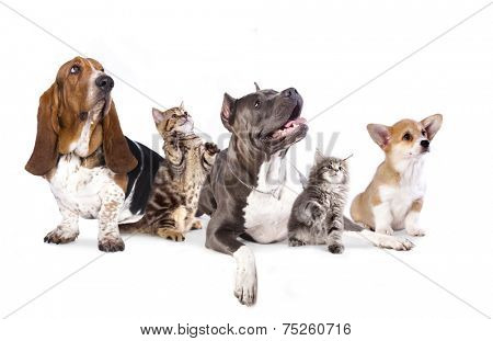 Group of dogs and kitens  sitting in front of a white background