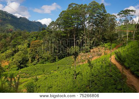 Tea plantation
