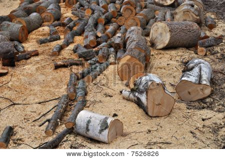 Haufen von Birken- und Aspen Brennholz