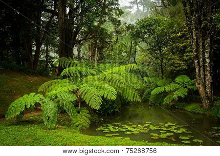 Botanical Garden Hakgala