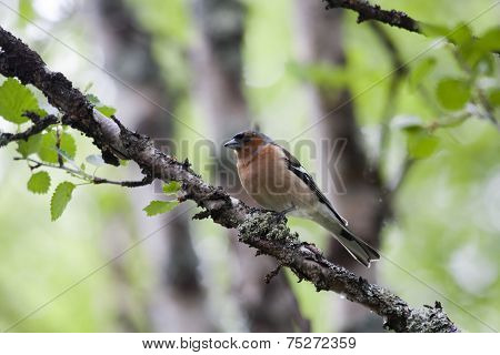 chaffinch
