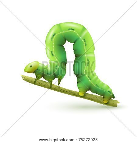Caterpillar realistic isolated
