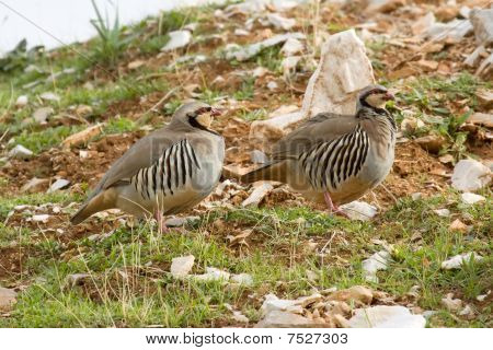 Chukars