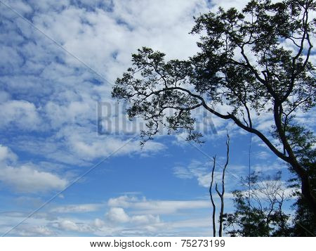 Tree, Cloud and Blue Sky