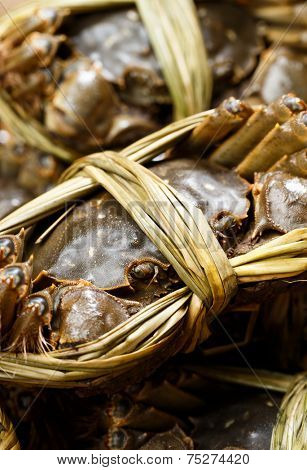 Hairy crabs close up