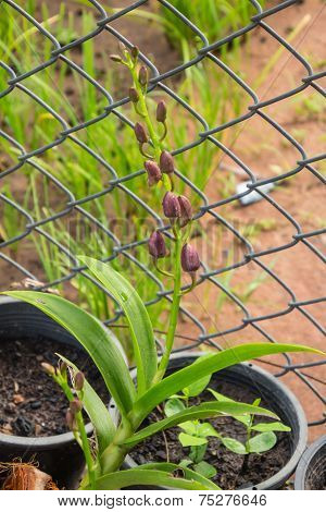 Small Orchids Hang On Jardiniere