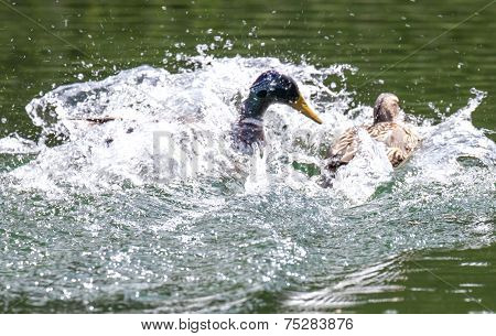Wild Duck