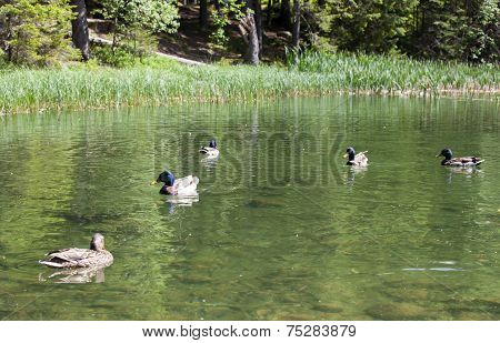 Wild Duck