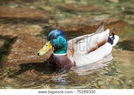 Wild duck