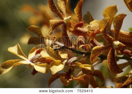 Wild Orchid