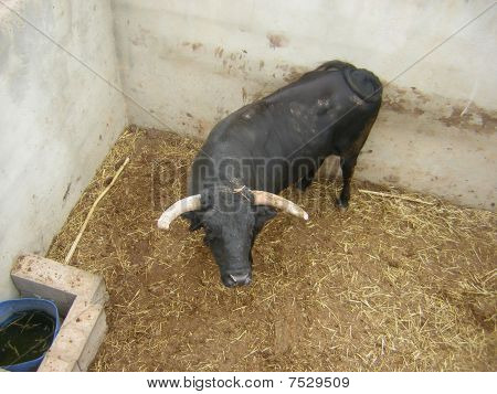 Toro de Lidia