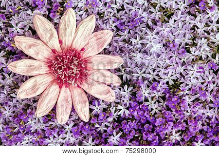 Greeting Card Pink Paper Flower With A Sea Of Purple Blooms