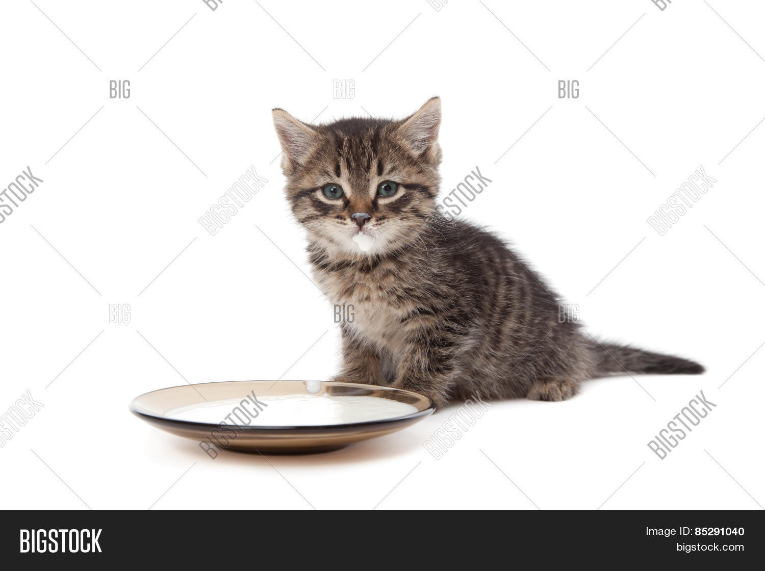 Kitten Sour Cream On Image & Photo (Free Trial) | Bigstock