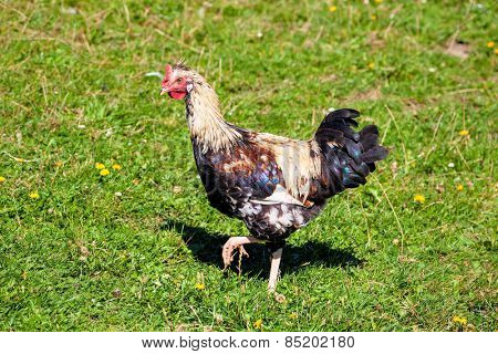 free-range chickens, symbolic photo for organic agriculture and welfare