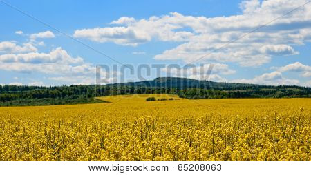 Rapeseed Field