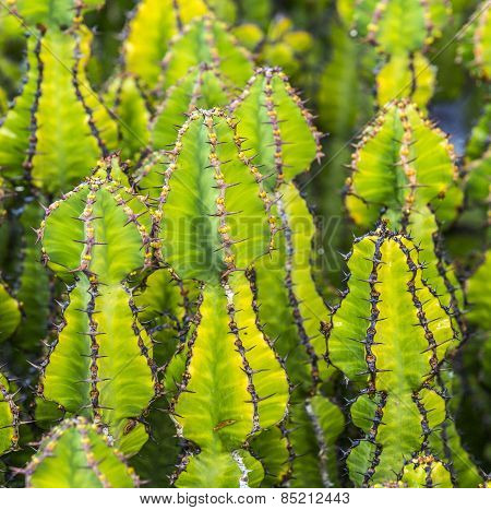 Cacti Growing In The Field