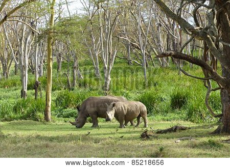 Rhinos in Africa