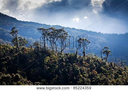 Tea plantation landscape in Sri Lanka