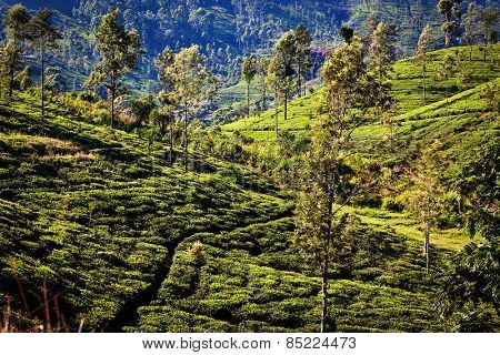 Tea plantation landscape in Sri Lanka