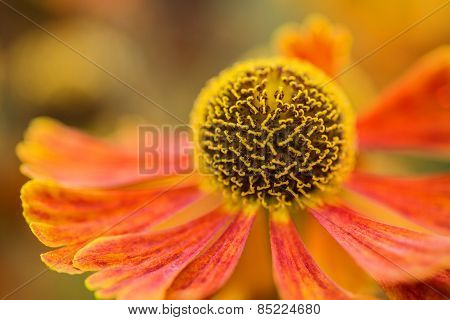 Macro Image Black Eyed Susan Summer Flower Rudbeckia Hirta