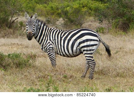 zebra in Africa