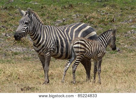 zebra mother with child