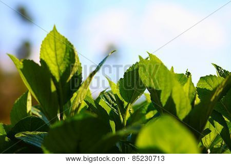 green leaves and grass