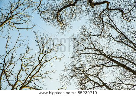 Silhouettes Of Oak Trees