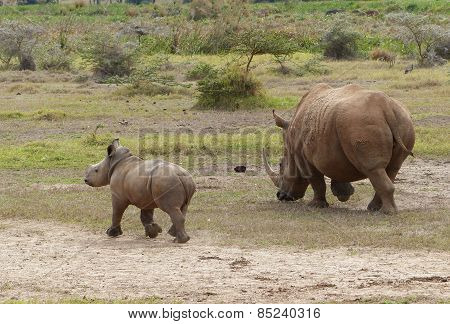 Baby rhino with its mother