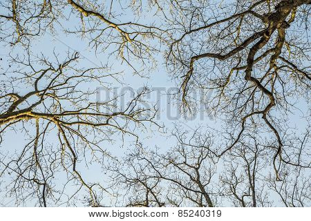 Silhouettes Of Oak Trees