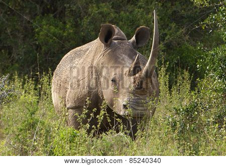 old rhino