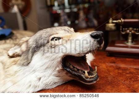 Head Of Stuffed Wolf