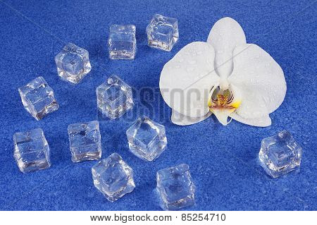 White Orchid Flowers And Ice Cubes Over Blue Background.