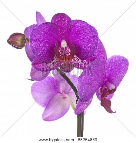 Blooming Twig Of Purple Orchid Isolated On White Background.