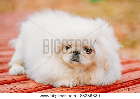 White Pekingese Pekinese Peke Whelp Puppy Dog