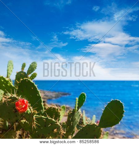 Majorca Cala Bona beach Son Servera Mallorca in Balearic islands of spain