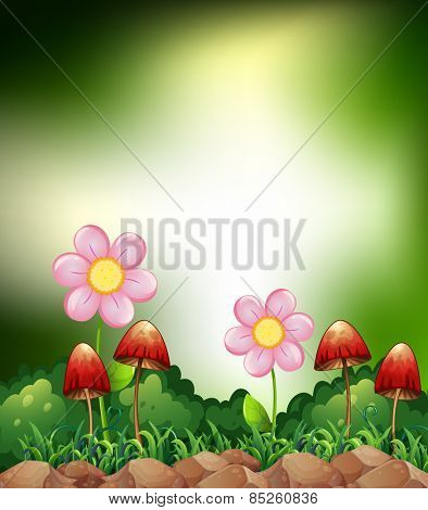 Mushrooms and flowers in the field