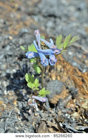 Flowers Of Birthwort