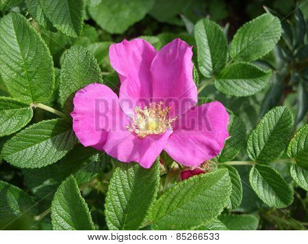Hot Pink Flower Herb Wild Rose