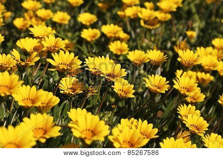Bed Of Yellow Osteospermum Flowers