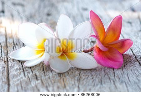 plumeria flower