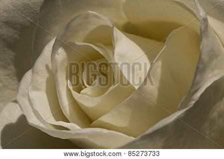 White Rose