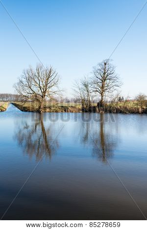 Two Bare Trees Reflected