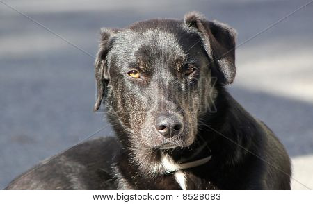 Schwarzer Labrador-Kopf